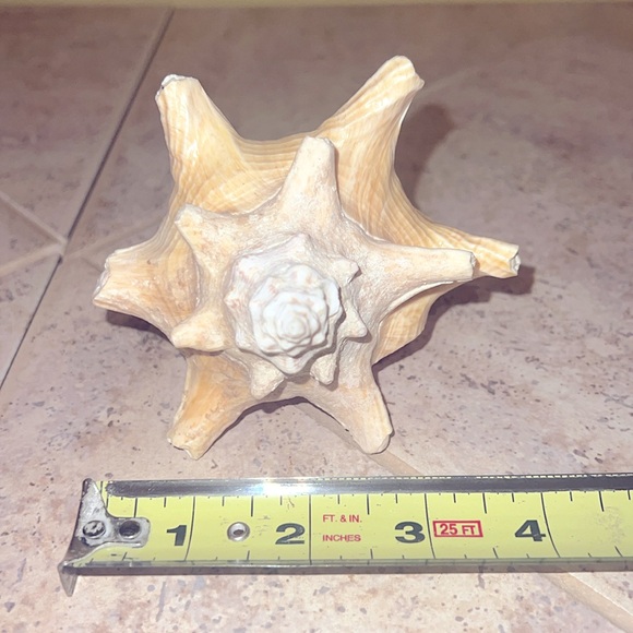 Conch Shell - Picture 3 of 3
